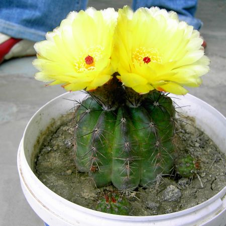 Notocactus ottonis